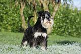 SCHNAUZER NAIN 073